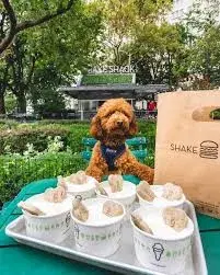 Shake Shack “Pooch-inis”